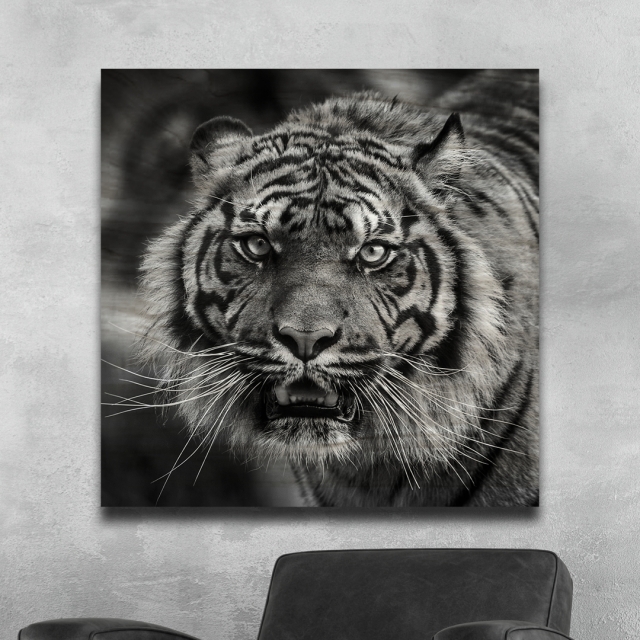 50 x 50cm - Tiger Print