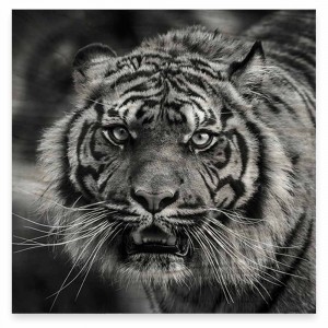 50 x 50cm - Tiger Print
